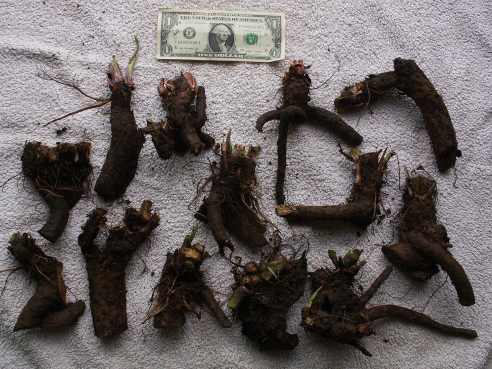 Three Pounds Large Live Russian Comfrey Plant Roots Crowns - Bocking #4