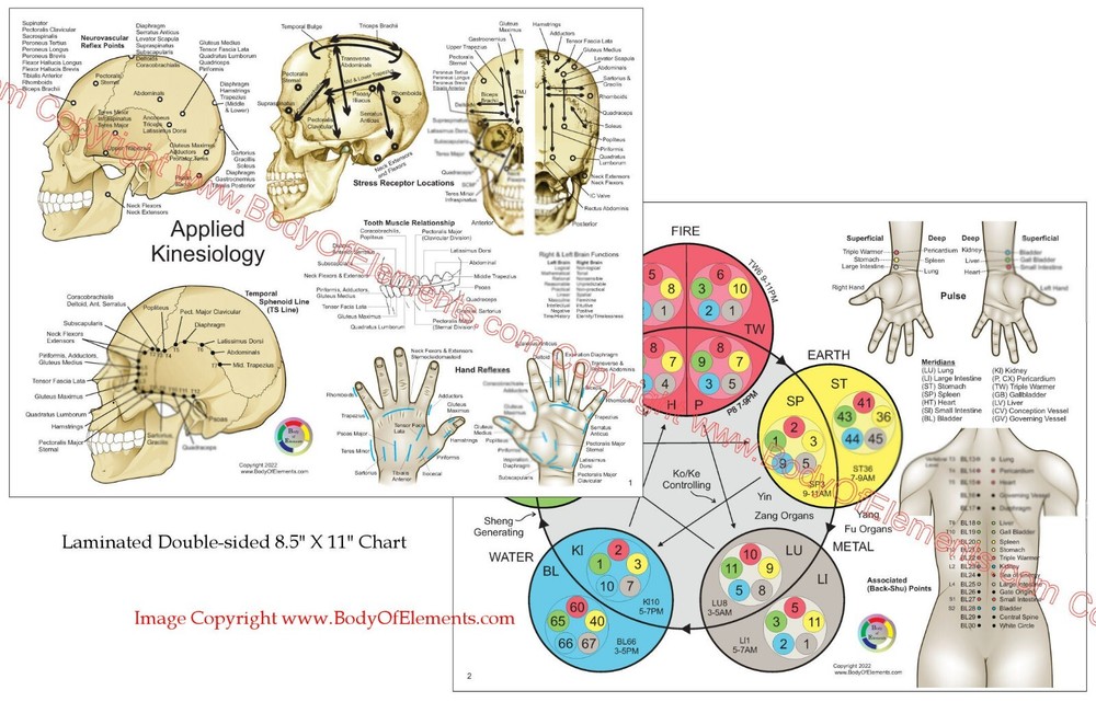 Applied Kinesiology Chart Set 8.5" X 11" Chiropractic Acupuncture Reference