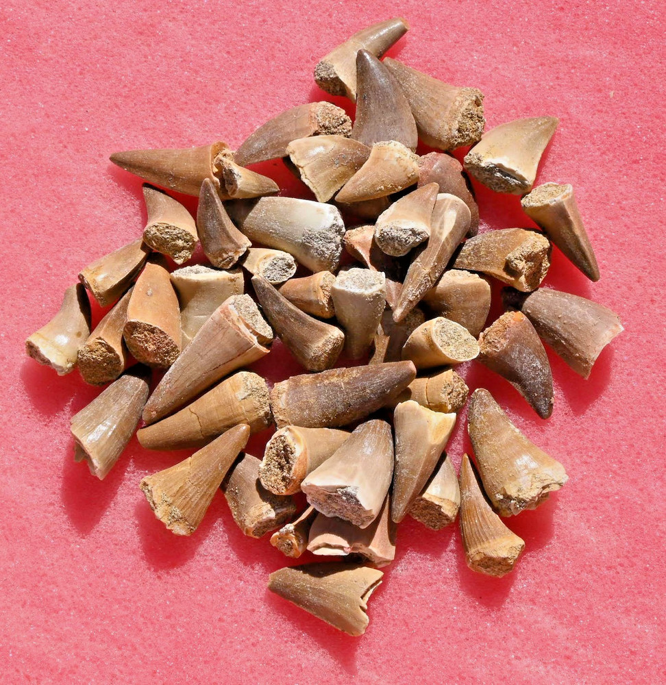FIFTY A++ Mosasaur teeth, from Morocco #1