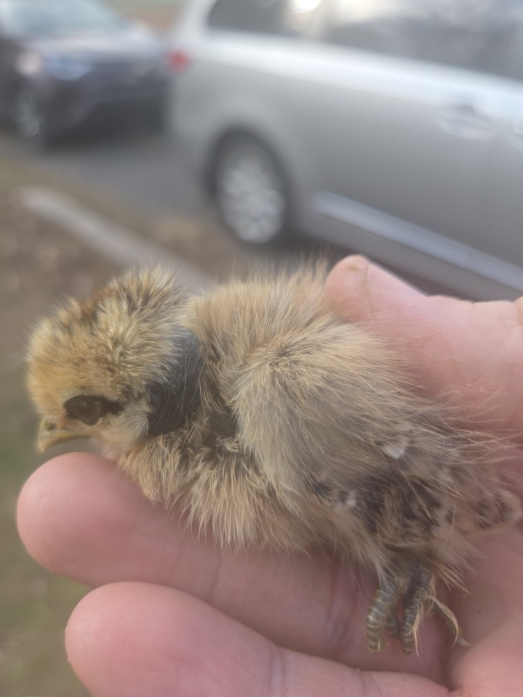 6+ Silkie Fertilized Eggs
