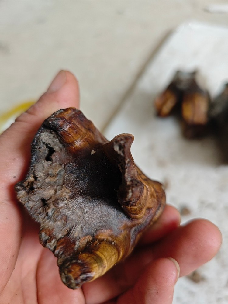 Ice Age Tooth Fossils - Ancient Fossil Specimens about