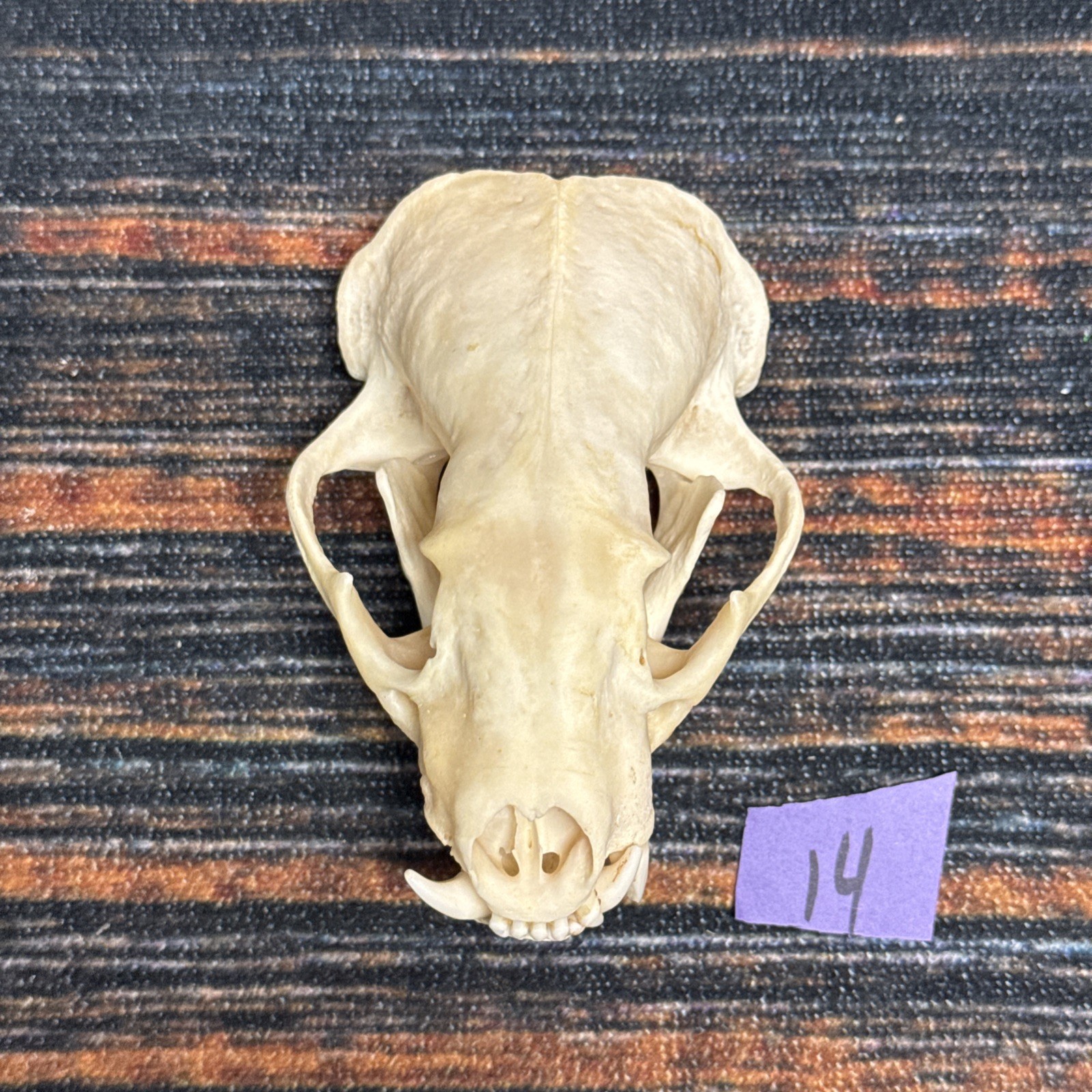 Real XL Badger Skull Unique Gift Halloween Craft Animal Mount Art Model Head Odd