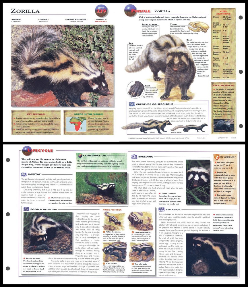 Fold-Out Sheet - Zorilla - 239