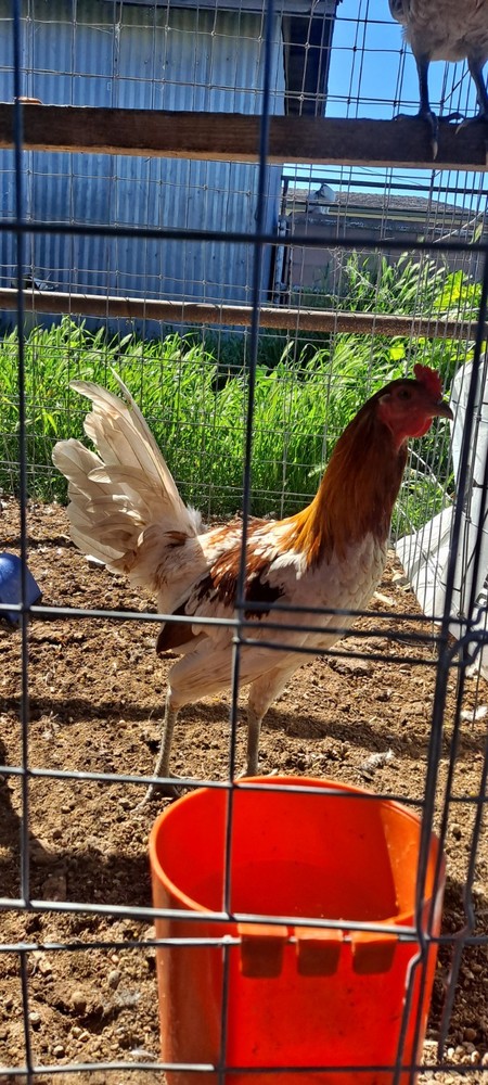 Chicken Hatching Eggs 6 + Spartan Blues