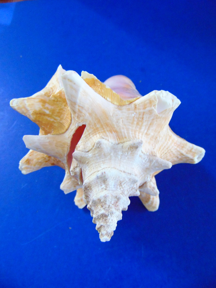 Lot of 4 Seashells