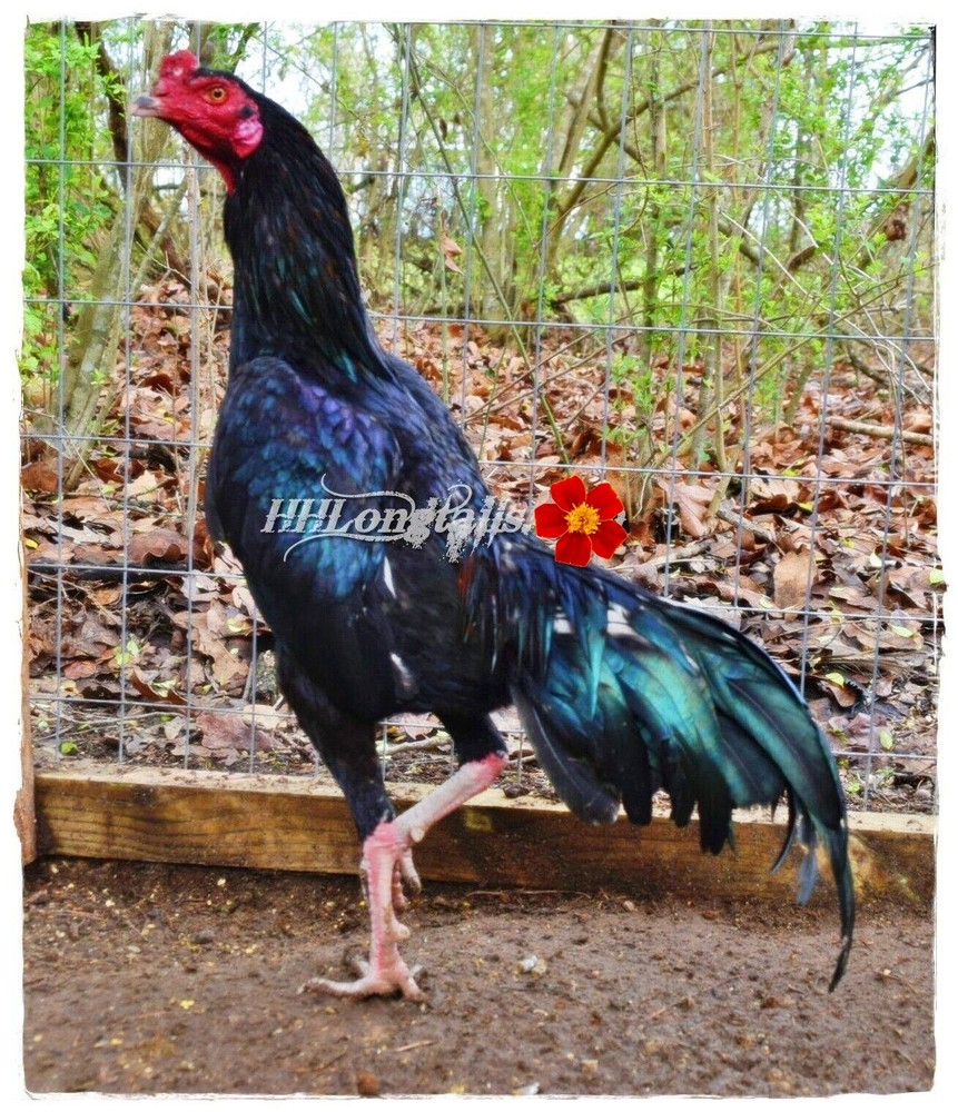 6 ASSORTED longtail Chicken hatching eggs L@@K!
