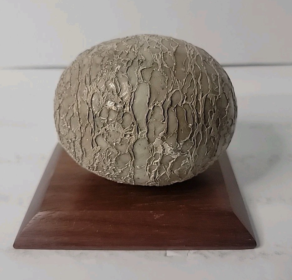 Dinosaur Egg Fossilized Crystallized Fossil  QQ