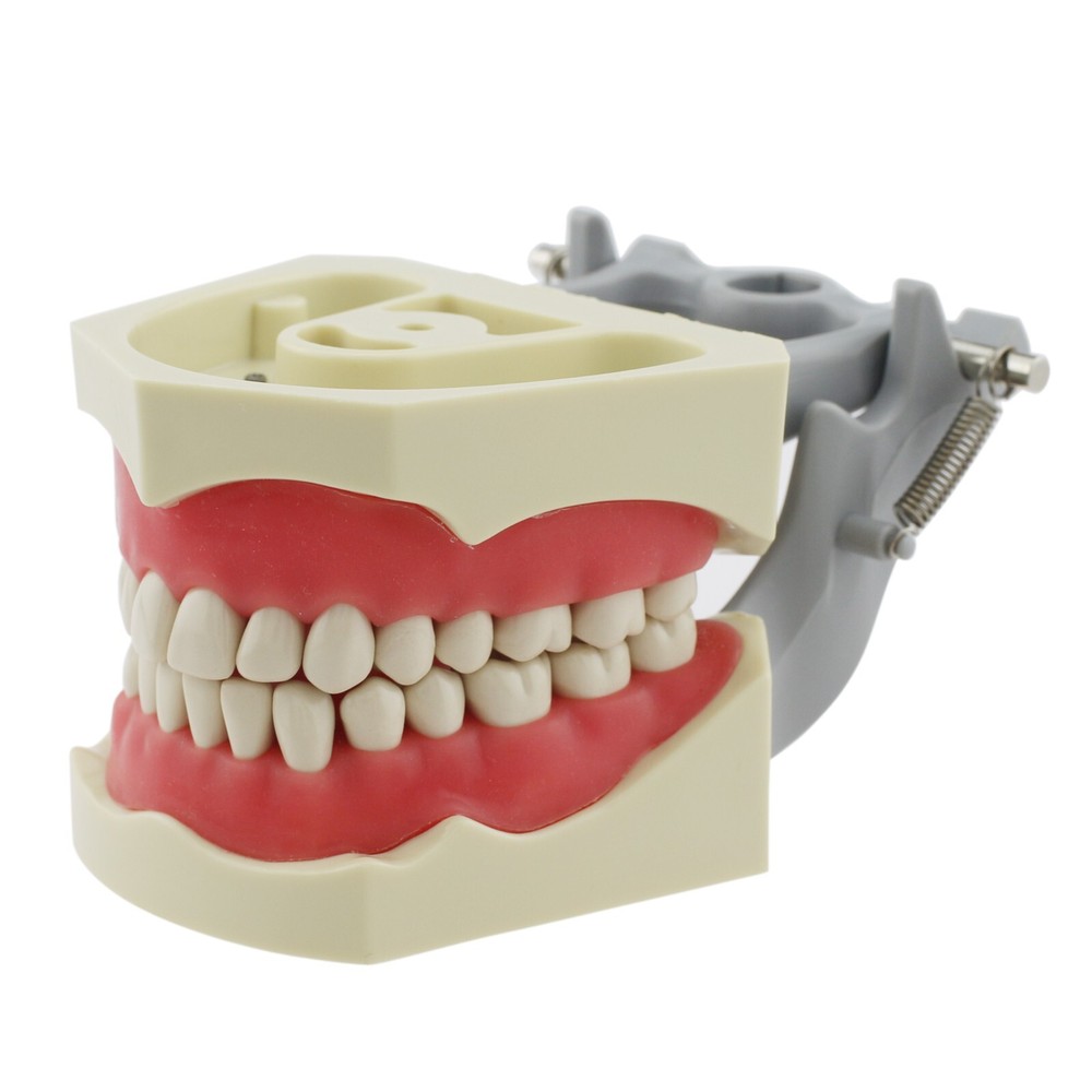 Dental Typodont Model 32pcs Teeth Removable Mounting Pole Columbia Dentoform #36