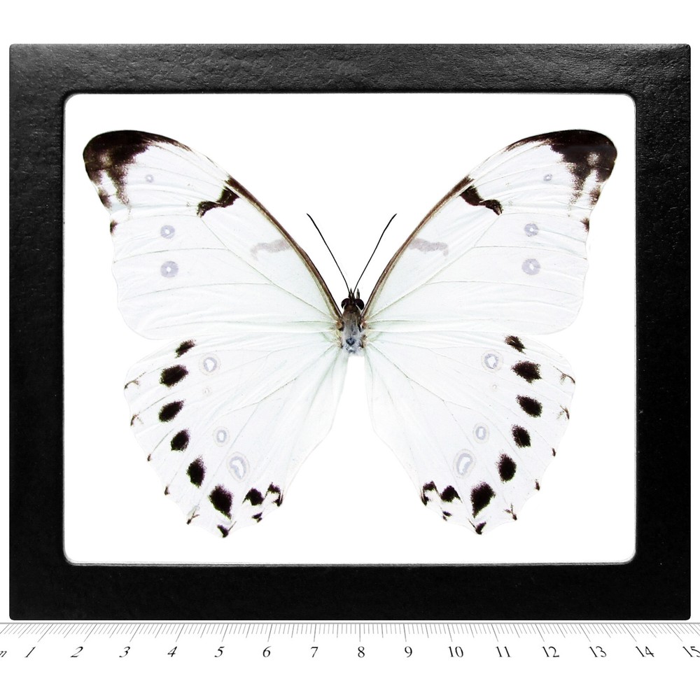 Morpho luna REAL FRAMED BUTTERFLY WHITE GUATEMALA