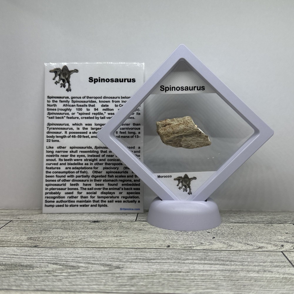 Spinosaurus Extinct Dinosaur Bone Fossil in Display Case