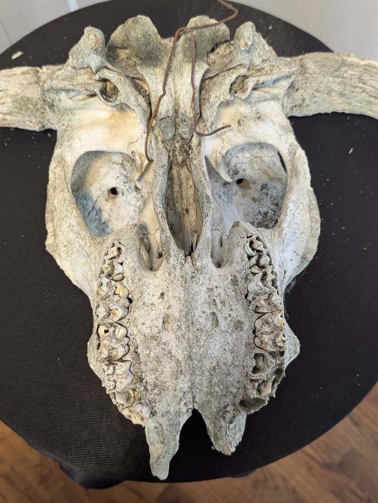 Vintage Bison Buffalo Skull Petrified