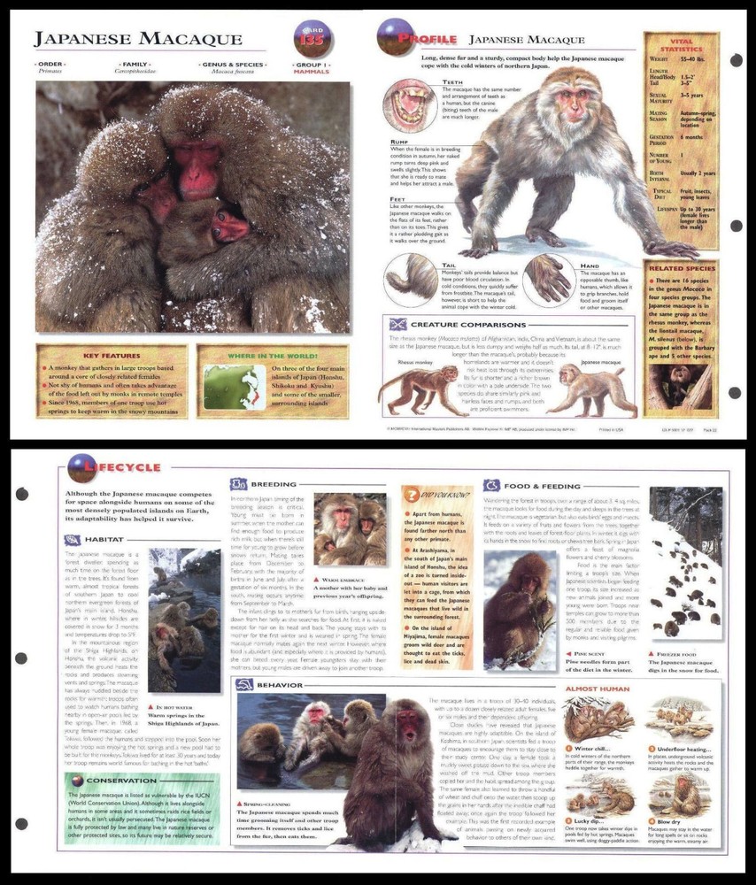 Fold-Out Sheet - Japanese Macaque - 135