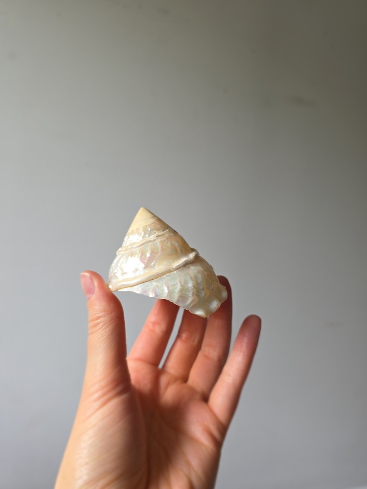 Iridescent Seashell Decorative Accent - Pearl White