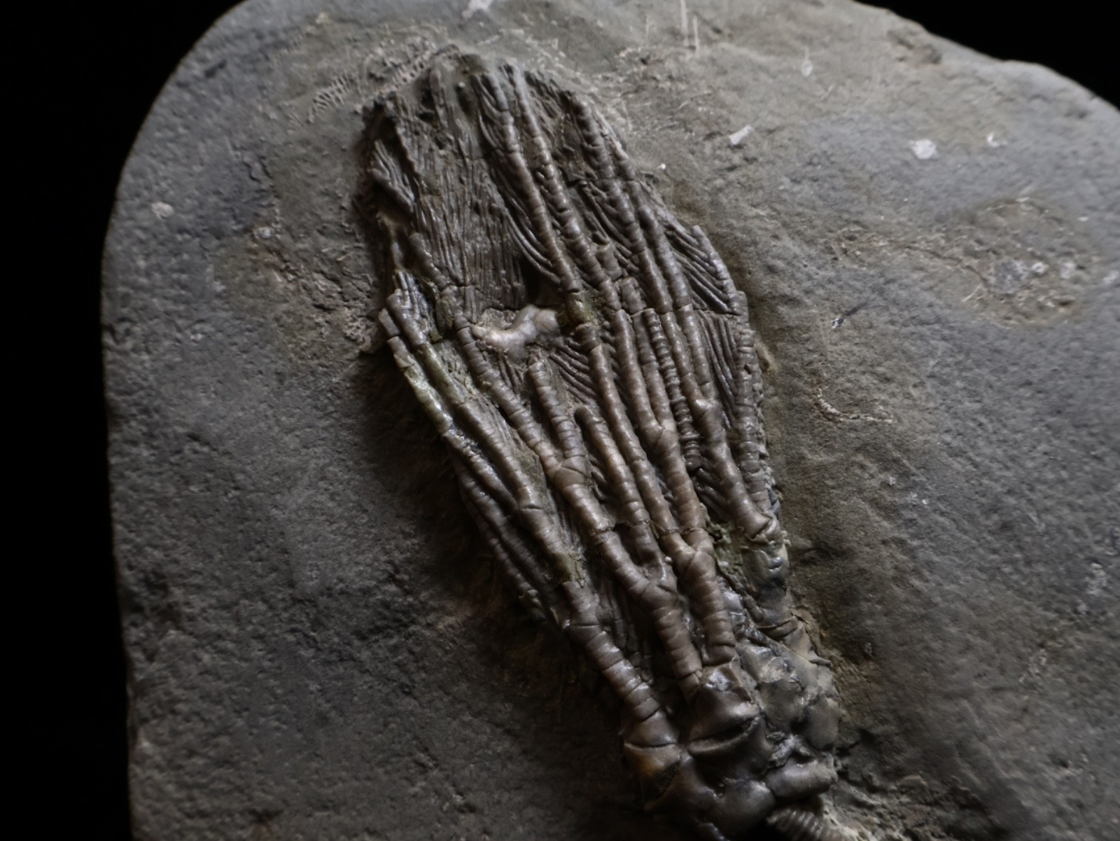 Big Abrotocrinus unicus Fossil Crinoid, Crawfordsville, Indiana