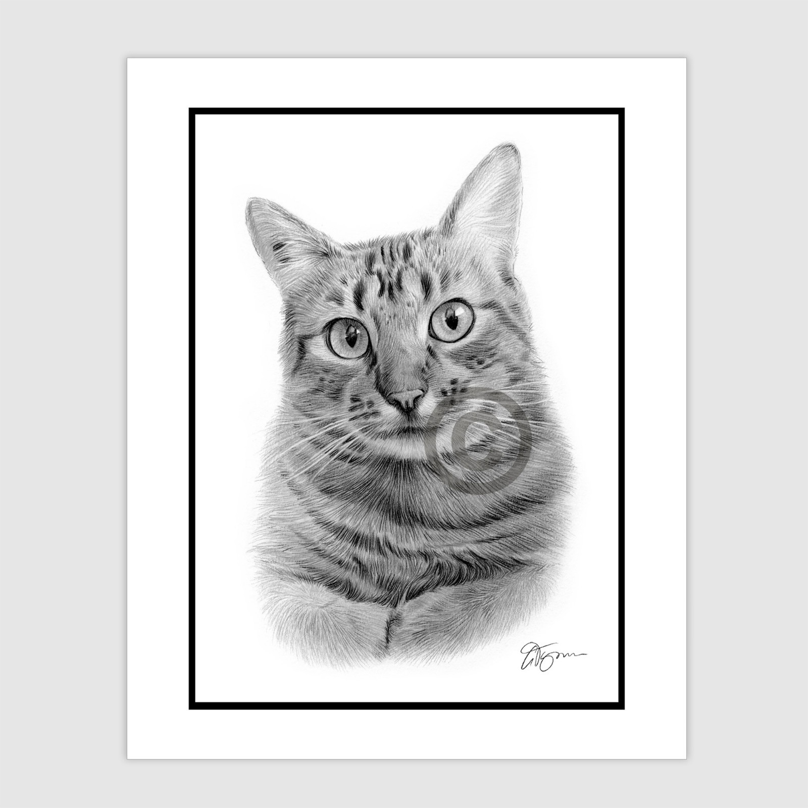 Original pencil drawing of a Tabby Cat - 8" x 6" size signed by artist