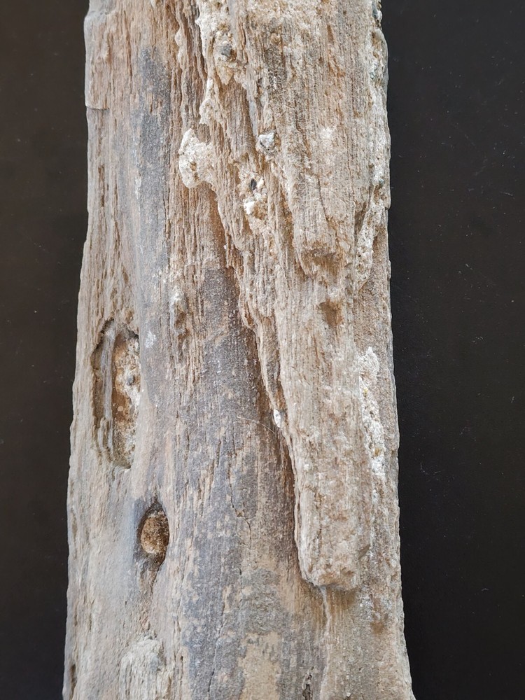 Petrified Wood Very Heavy Nice Definition