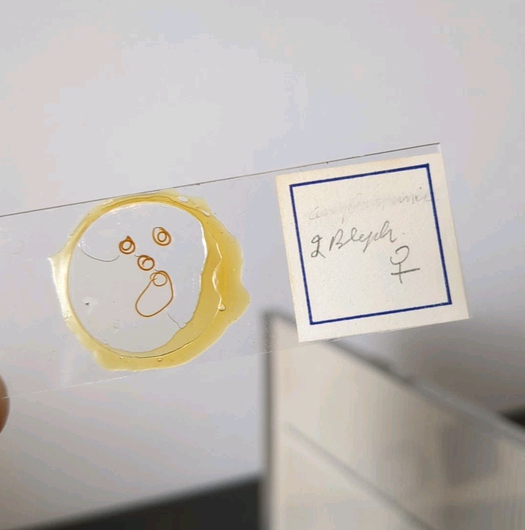 Vintage Prepared Microscope Glass Slides - George Poinar Jurassic Park Estate