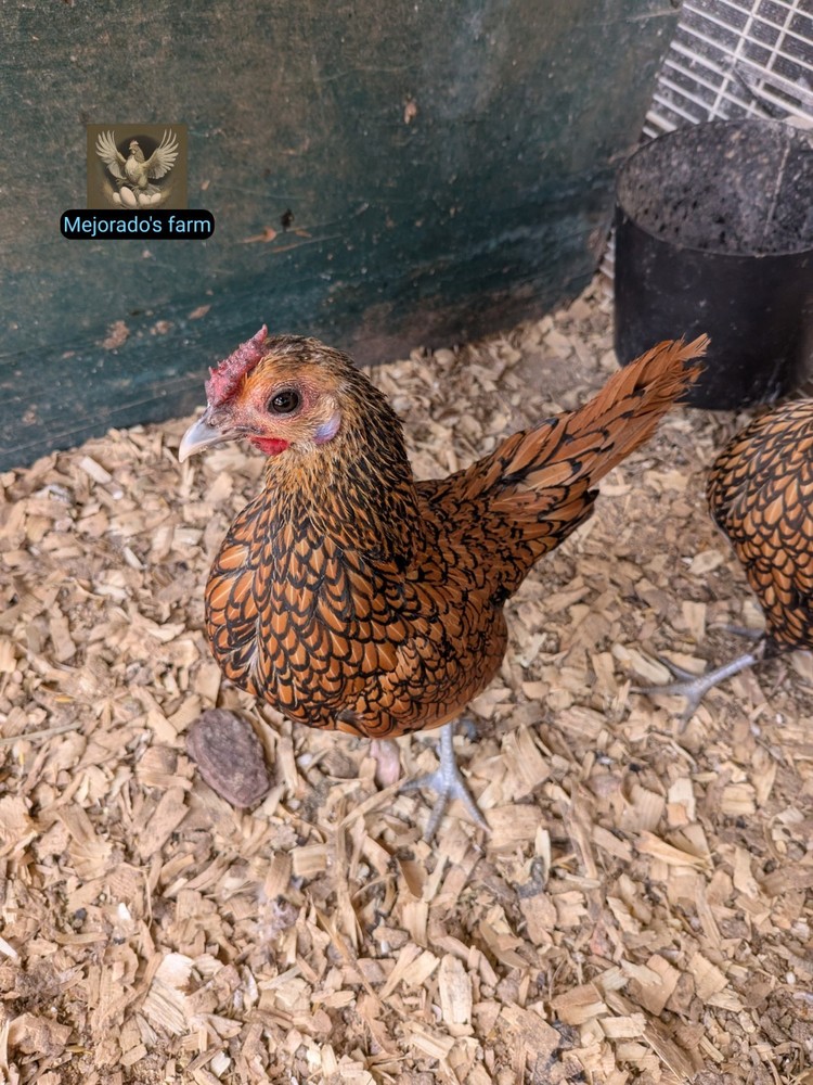 24 100% Pure Hatching Sebrights Eggs Silver+Golden. Priority Mail - by Jun
