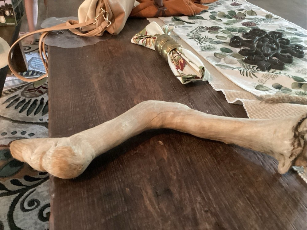 Mammoth Bone