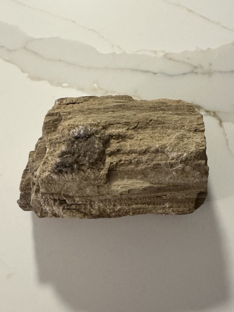 4 Pound Petrified Jurassic Tree Section With Crystal Formation