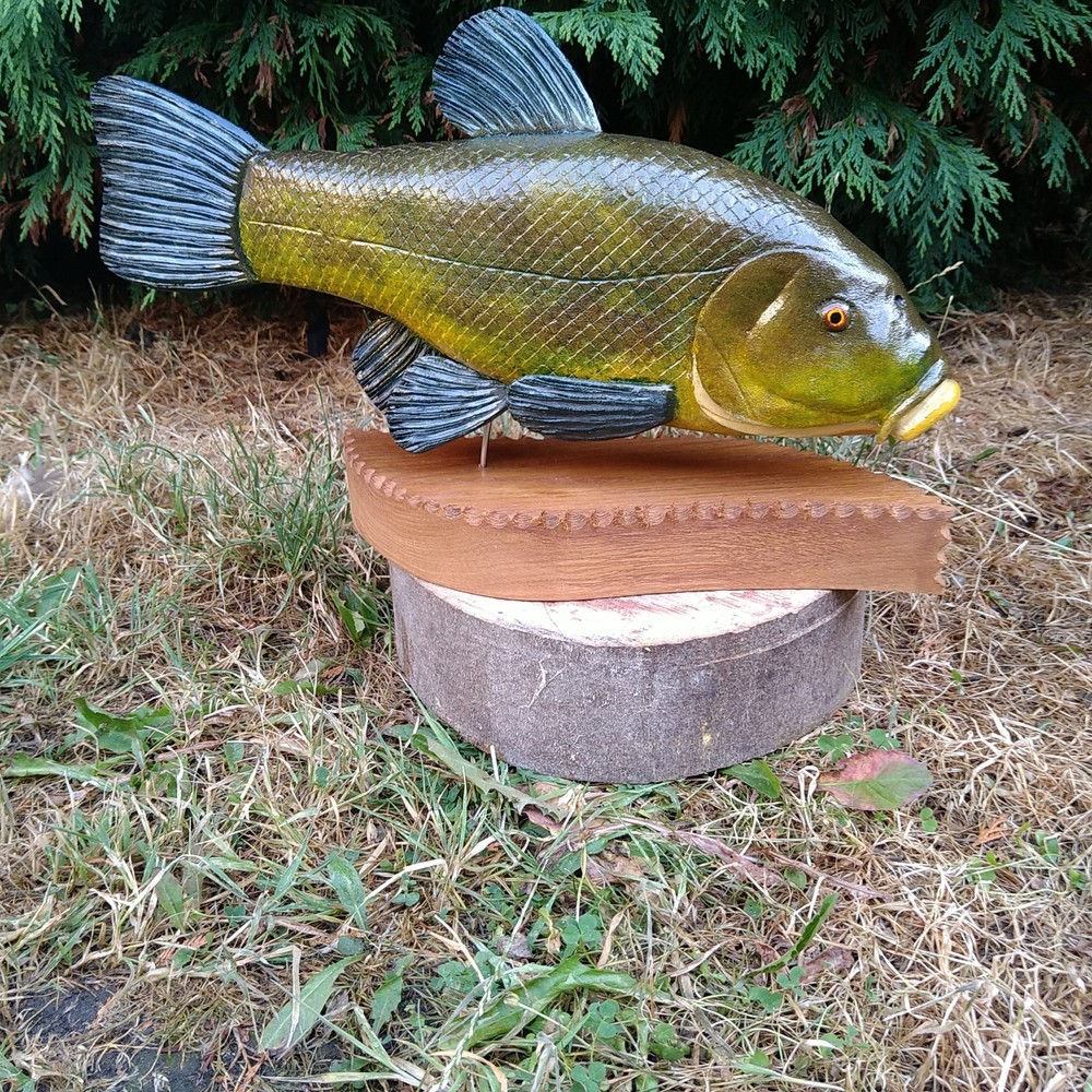 Tench Fishing , fish