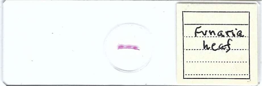 Funaria Leaf Microscope Slide