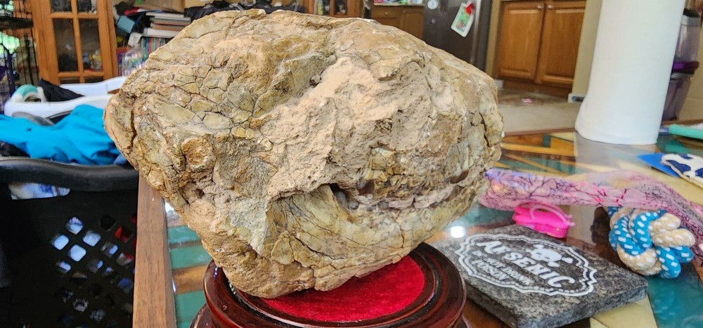 Merycoidodon Culbertsoni