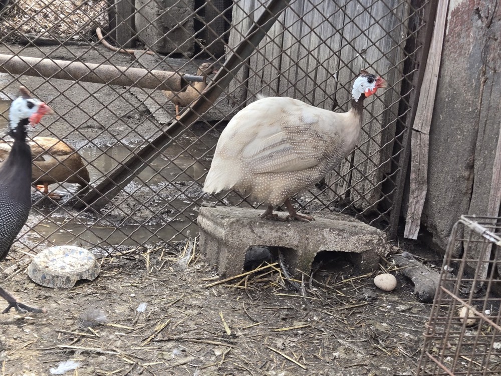 6+ Guinea Fowl Hatching Eggs.