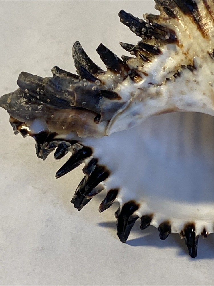 Natural Conch Seashell Black Murex Hermit Rare