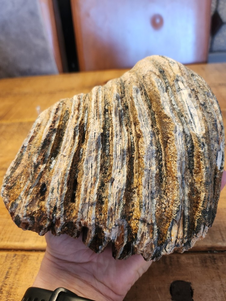 Fossilised tooth found in Happisbugh