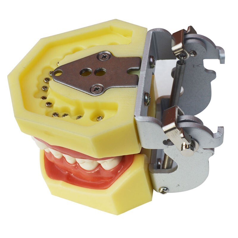 Teeth Model,Demonstration Teeth Model,Standard Study Teaching Mode