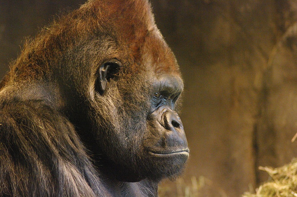 Gorilla Taxidermy Reference Photo Cd