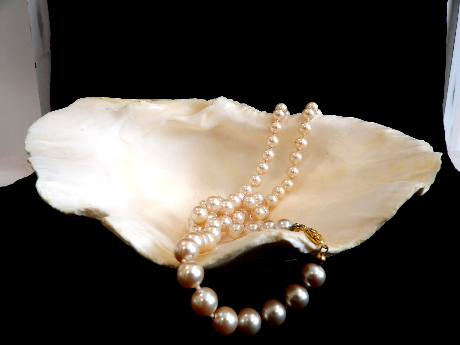 Awesome OLD Vintage Natural Half Tridacna Clam Shell~Fabulous Decor