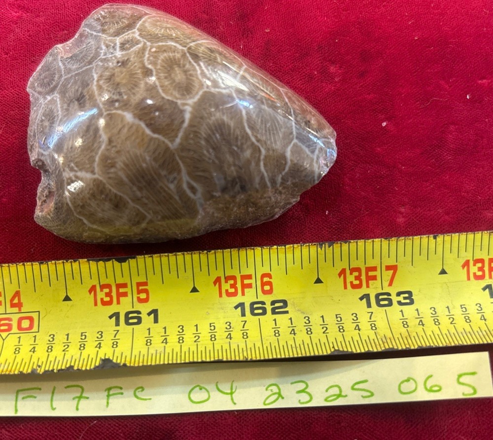 Petrified Coral End Polished