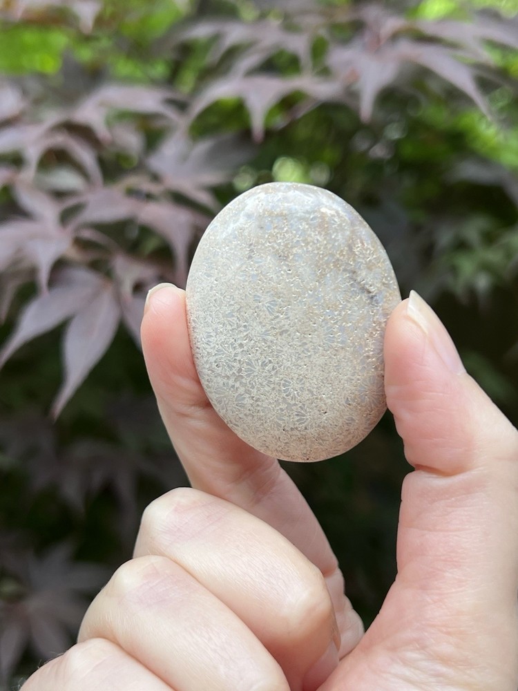 Fossilized Coral Crystal Palmstone AAA+ 38