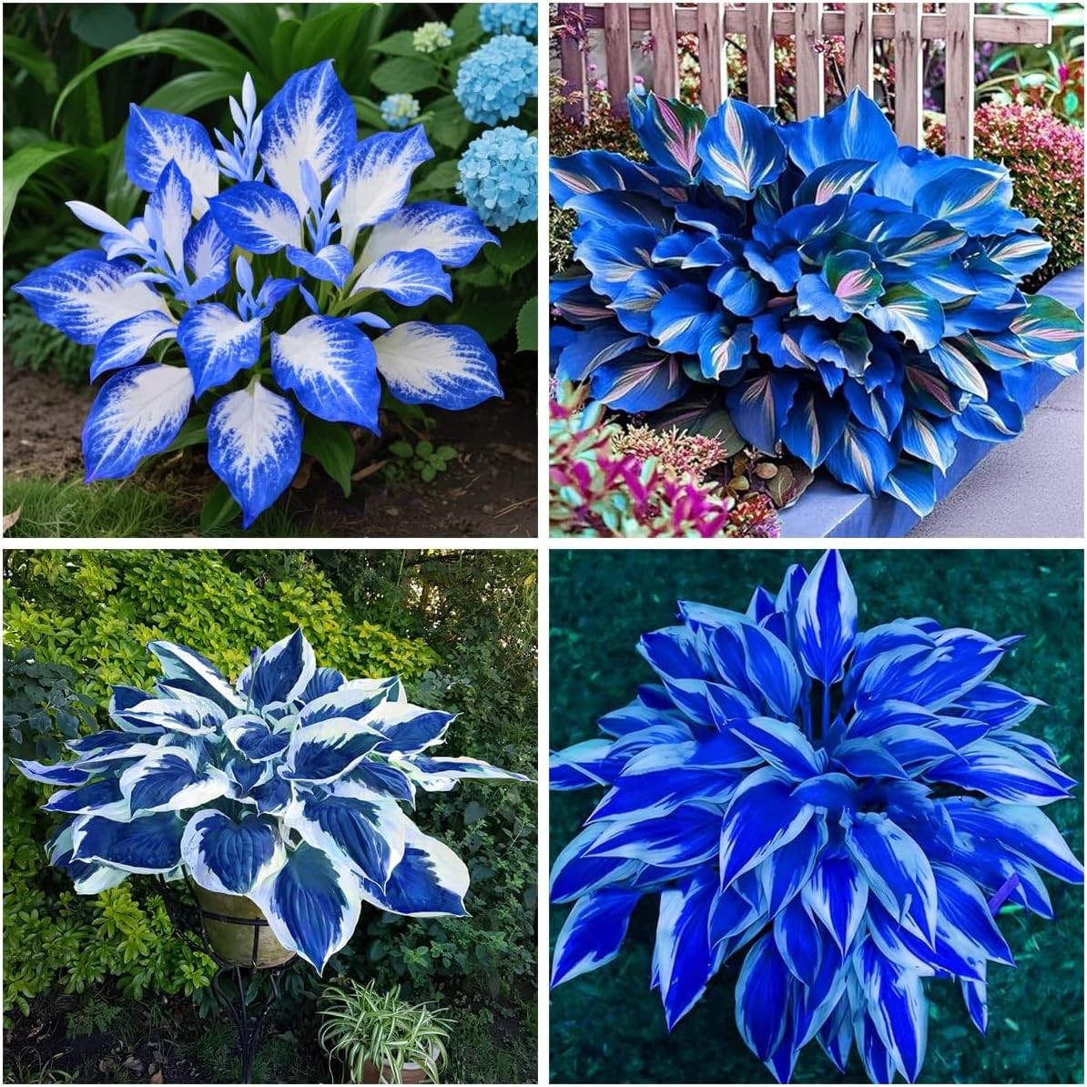 Mixrug 150+ Hostas Seed Midnight Blue for Planting Outdoors-Rare Mixed