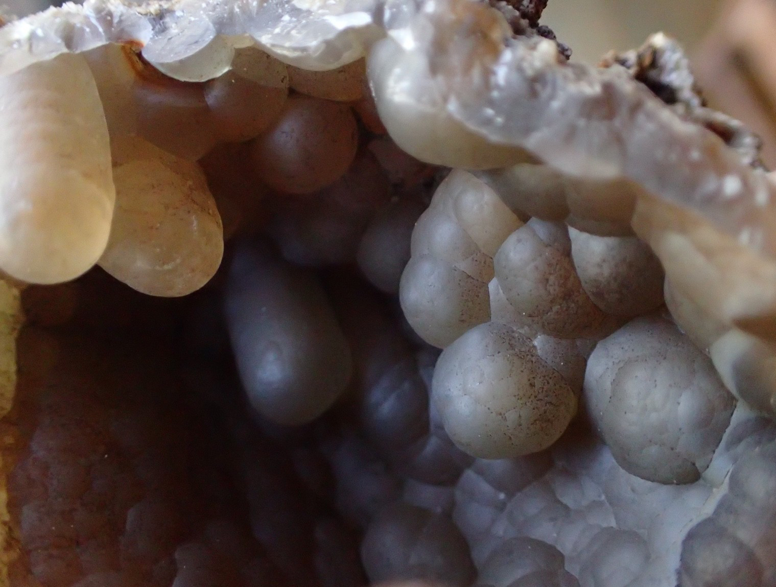 Botryoidal Fossil Coral Geode Fragment GA Agate Ocean Fluorescent Specimen WC8