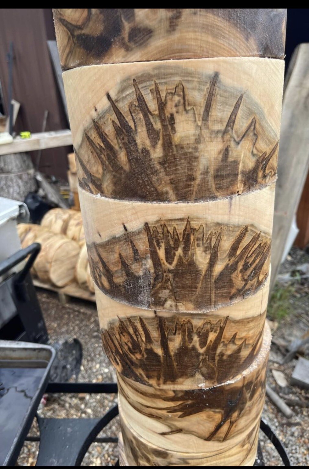 1 Pc. Premium Ambrosia Maple turning pc 8” x 4" CLEAN!!!