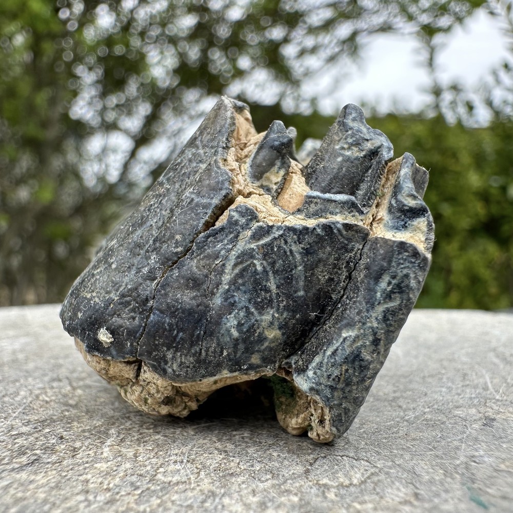 Fossil Bison Tooth, Stone Age, Pleistocene UK, Authentic