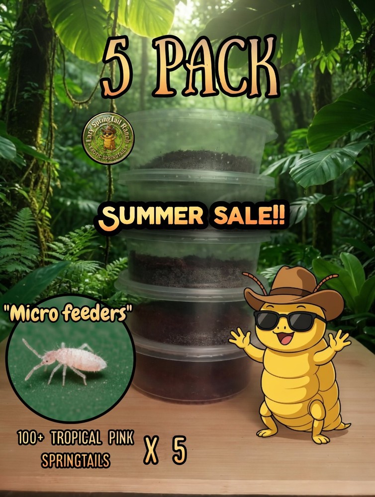 Live Tropical Pink Springtails