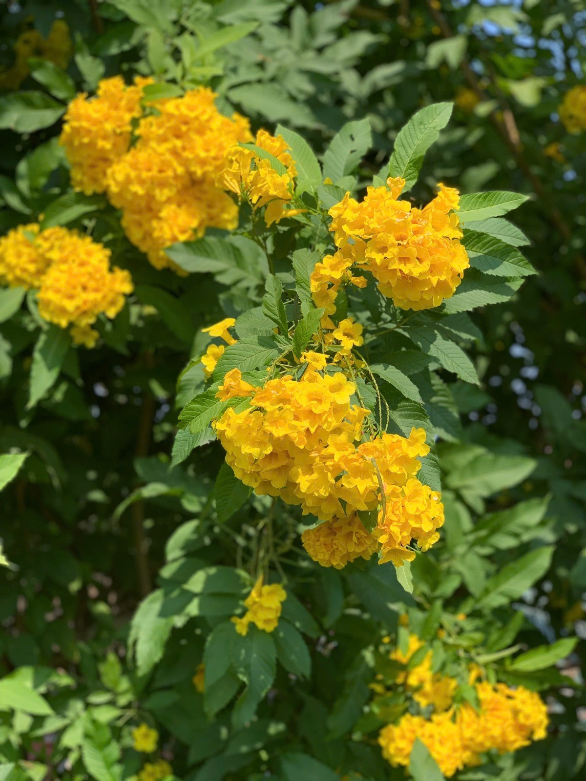 KAM Digital Image Picture Photo Wallpaper Background Desktop Product