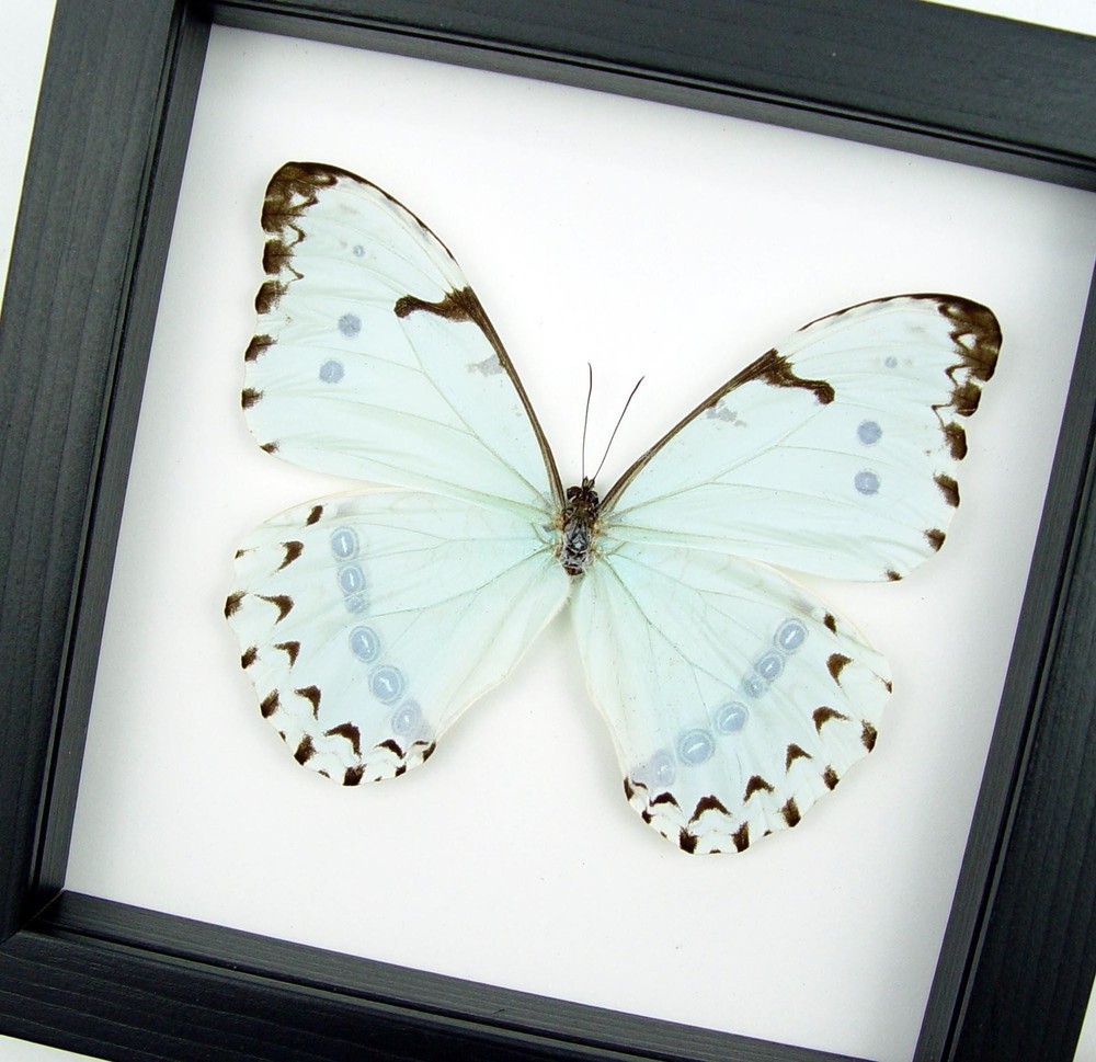 Real Mint Morpho Butterfly Morpho catenarius Framed Shadowbox