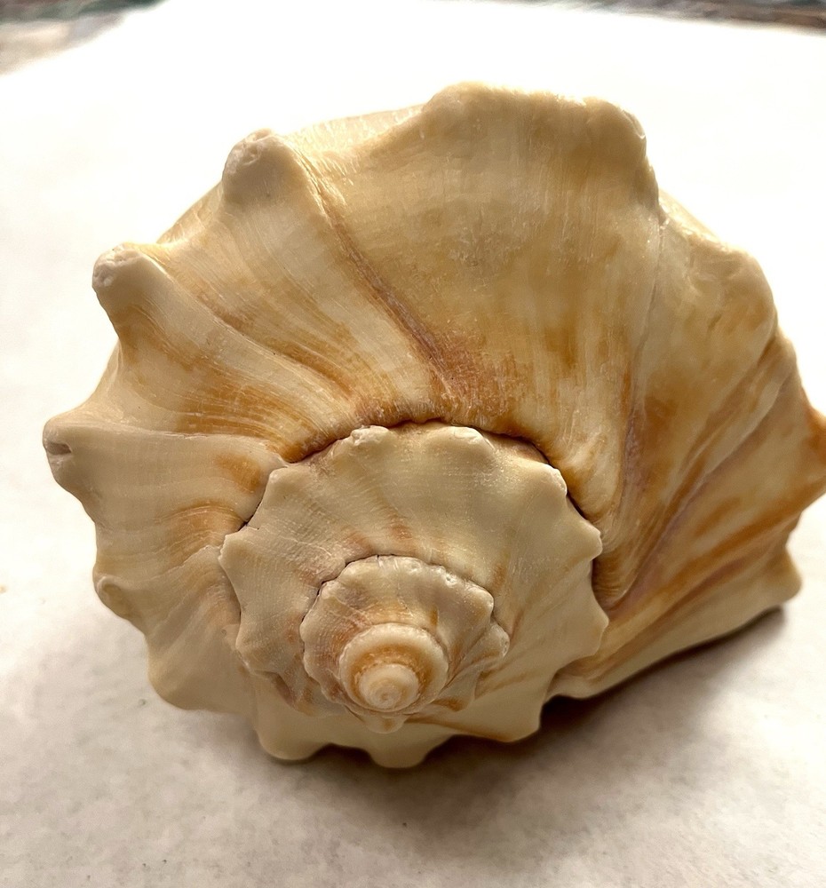Large Knobbed Whelk Shell 8” Outer Banks, NC