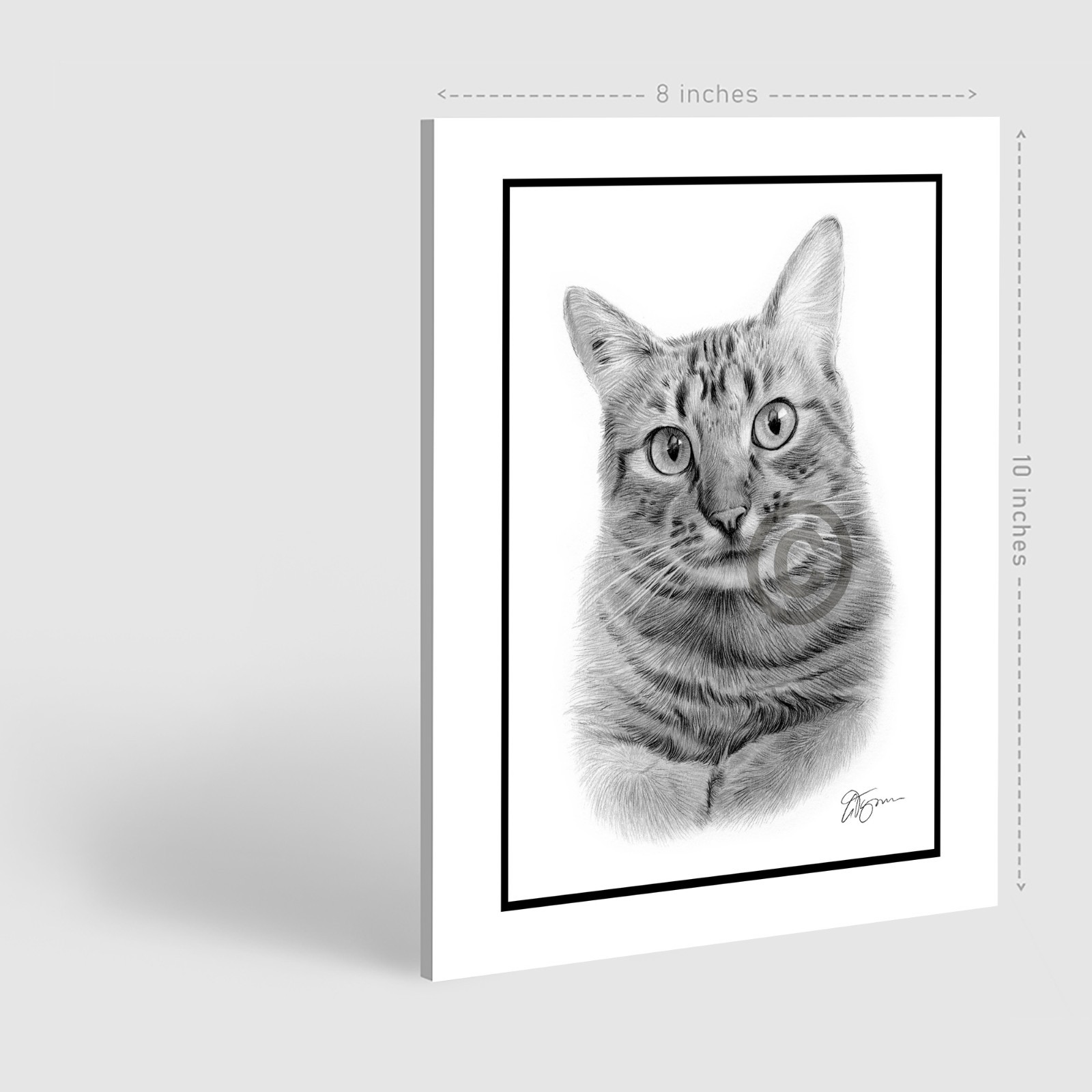 Original pencil drawing of a Tabby Cat - 8" x 6" size signed by artist