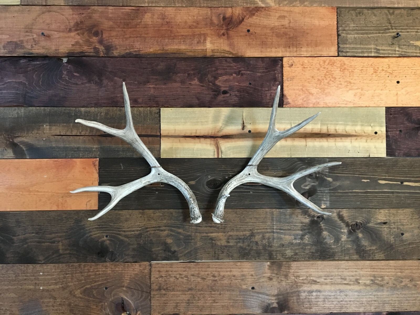 Amazeen Outdoors Shed Antler Mount Hanger Whitetail Mule Deer Sheds Bone Skull