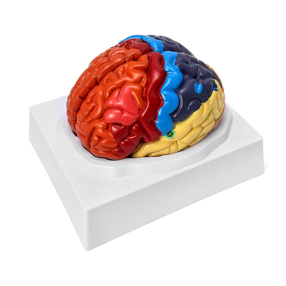 Life Size Human Brain Model 2 Part Color Coded Anatomy Study PVC with Base Class