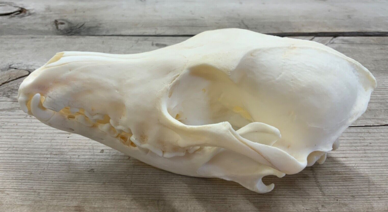 Coyote Skull Authentic Montana Coyote Skull #2 Grade