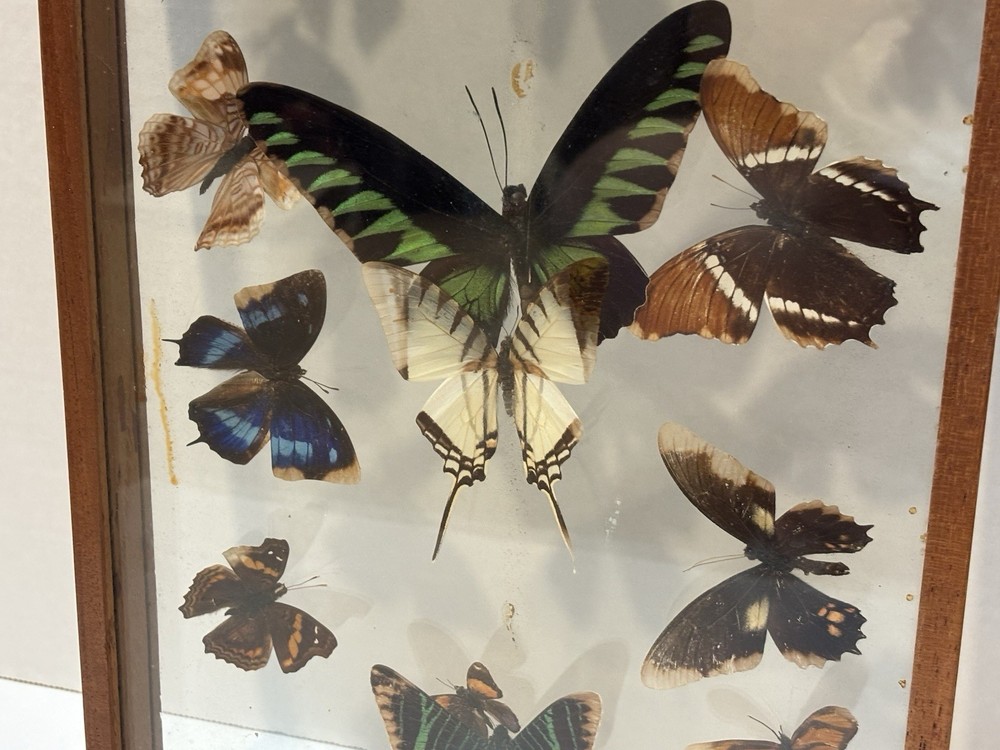 VINTAGE BUTERFLY COLLECTION DISPLAY
