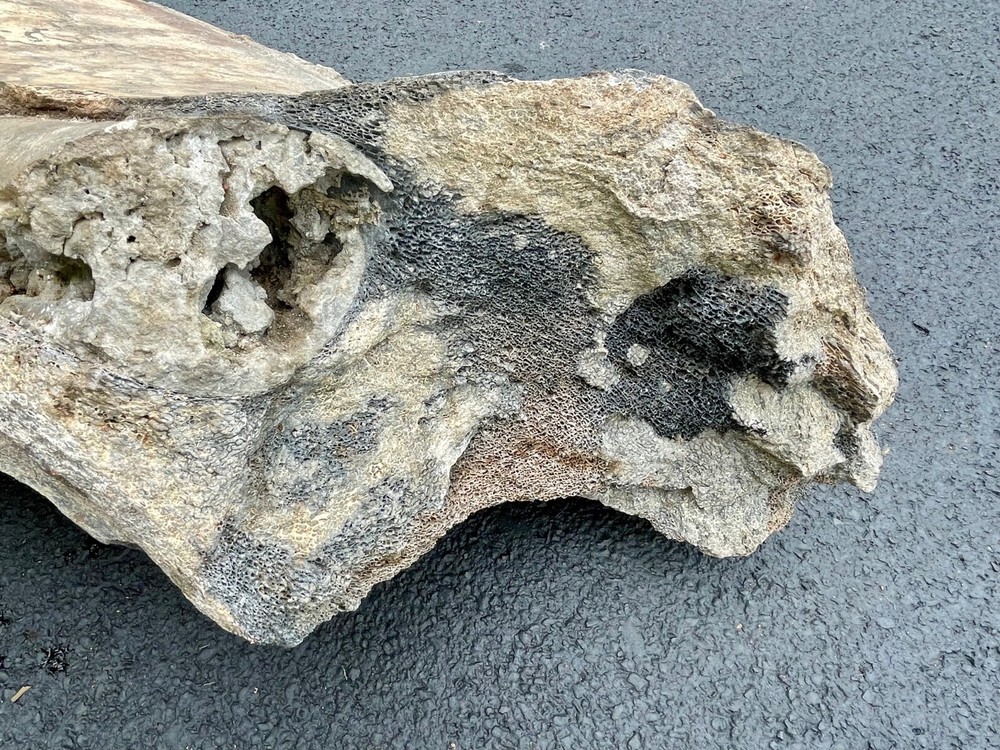 80+ LBS Florida Fossil Whale Bone