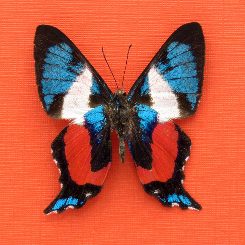Real mounted butterfly - Ancyluris formosissima - A1/A1-